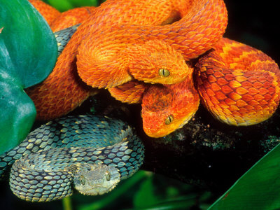 strangest animal bush viper